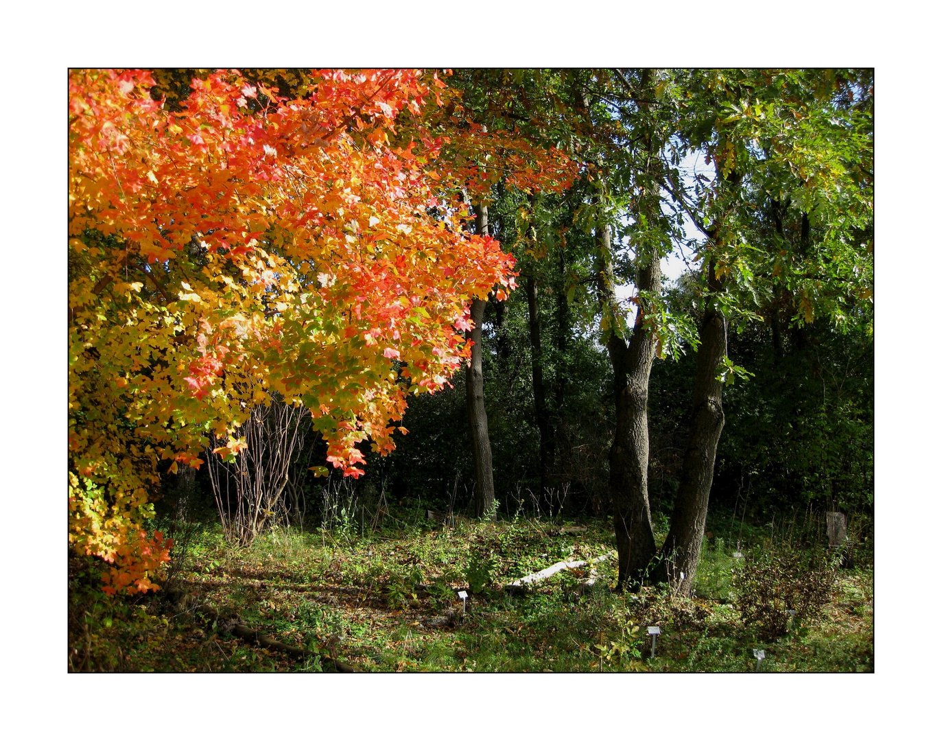 Herbstfarben