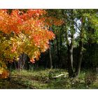 Herbstfarben