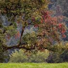 Herbstfarben