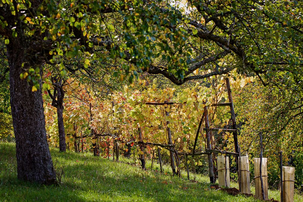 Herbstfarben 