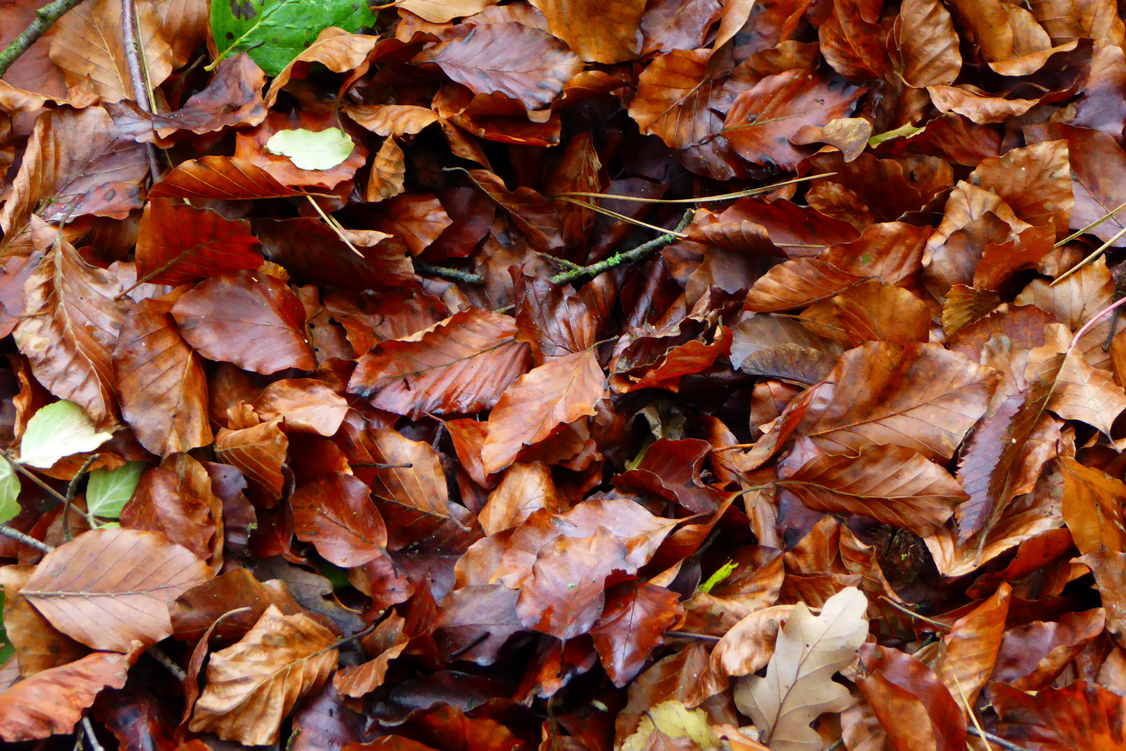 Herbstfarben