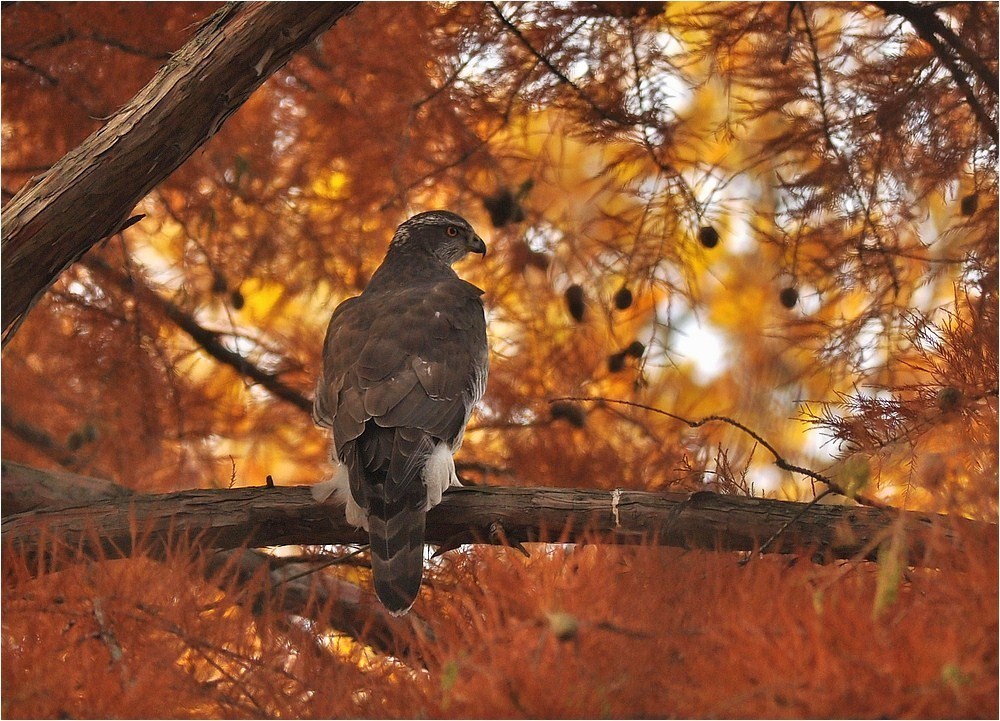 Herbstfarben