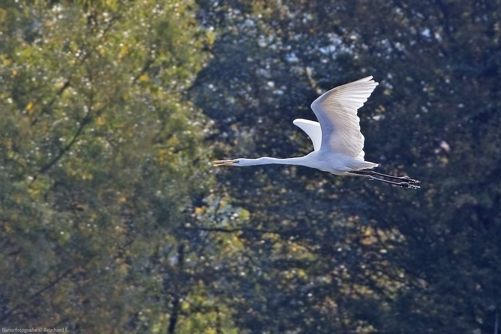 Herbstfarben 8