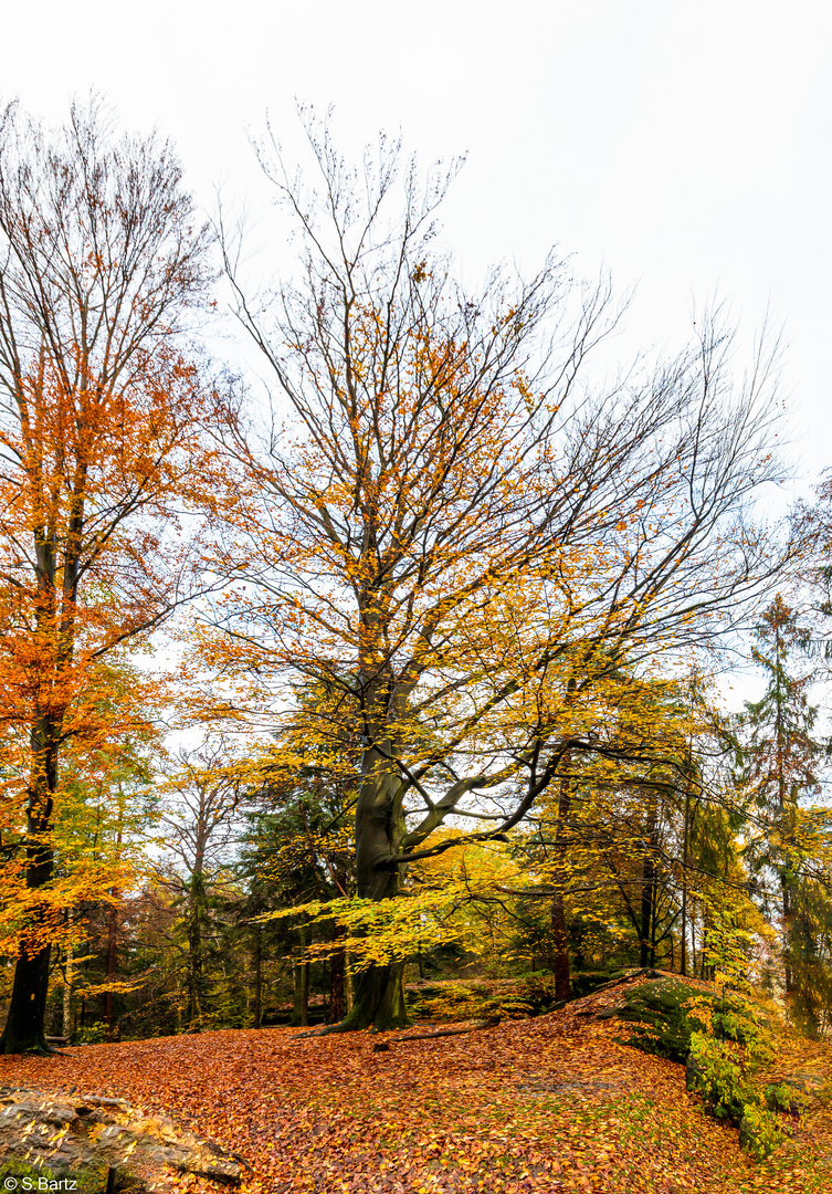 Herbstfarben (8)