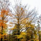 Herbstfarben (8)