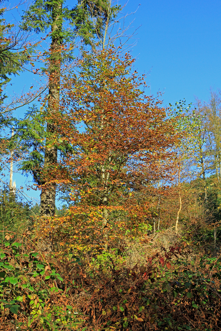 Herbstfarben 8 (aufgenommen bei Hilchenbach-Oberndorf)