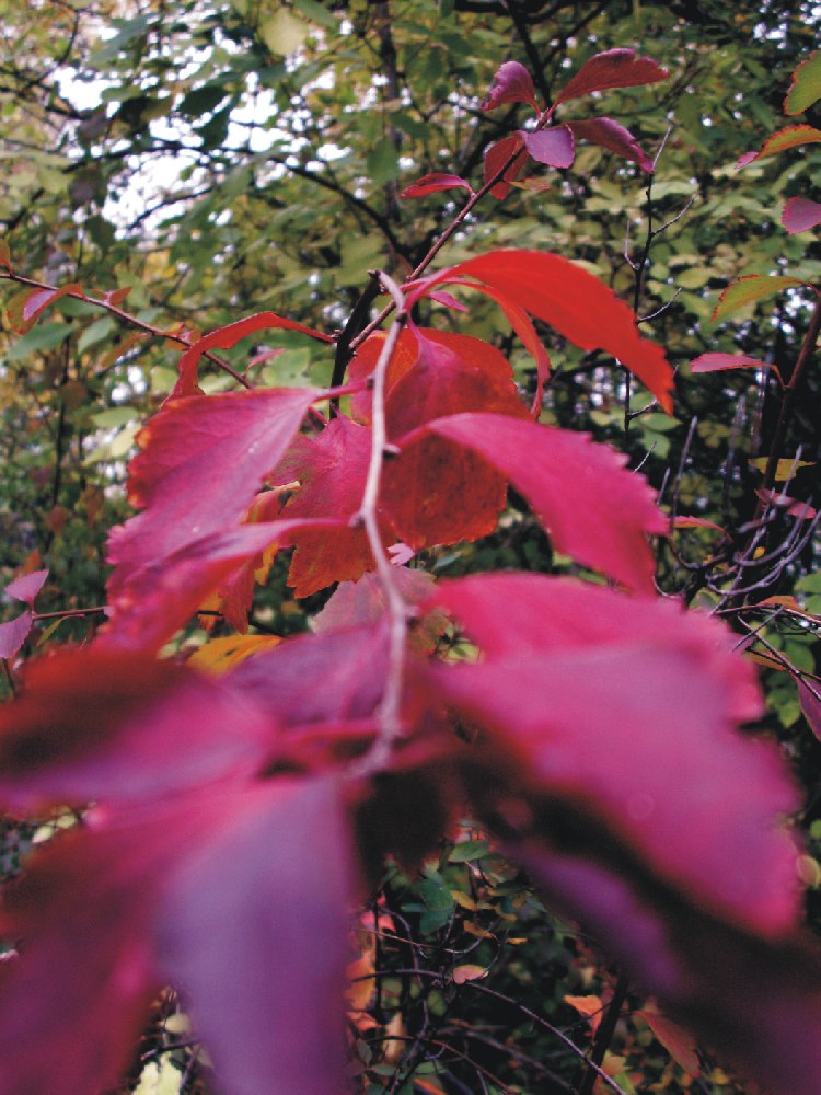 Herbstfarben