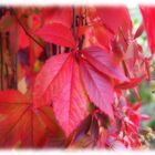 Herbstfarben