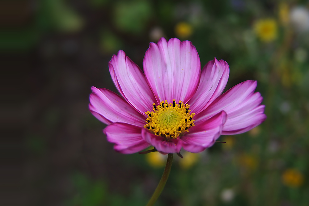 Herbstfarben