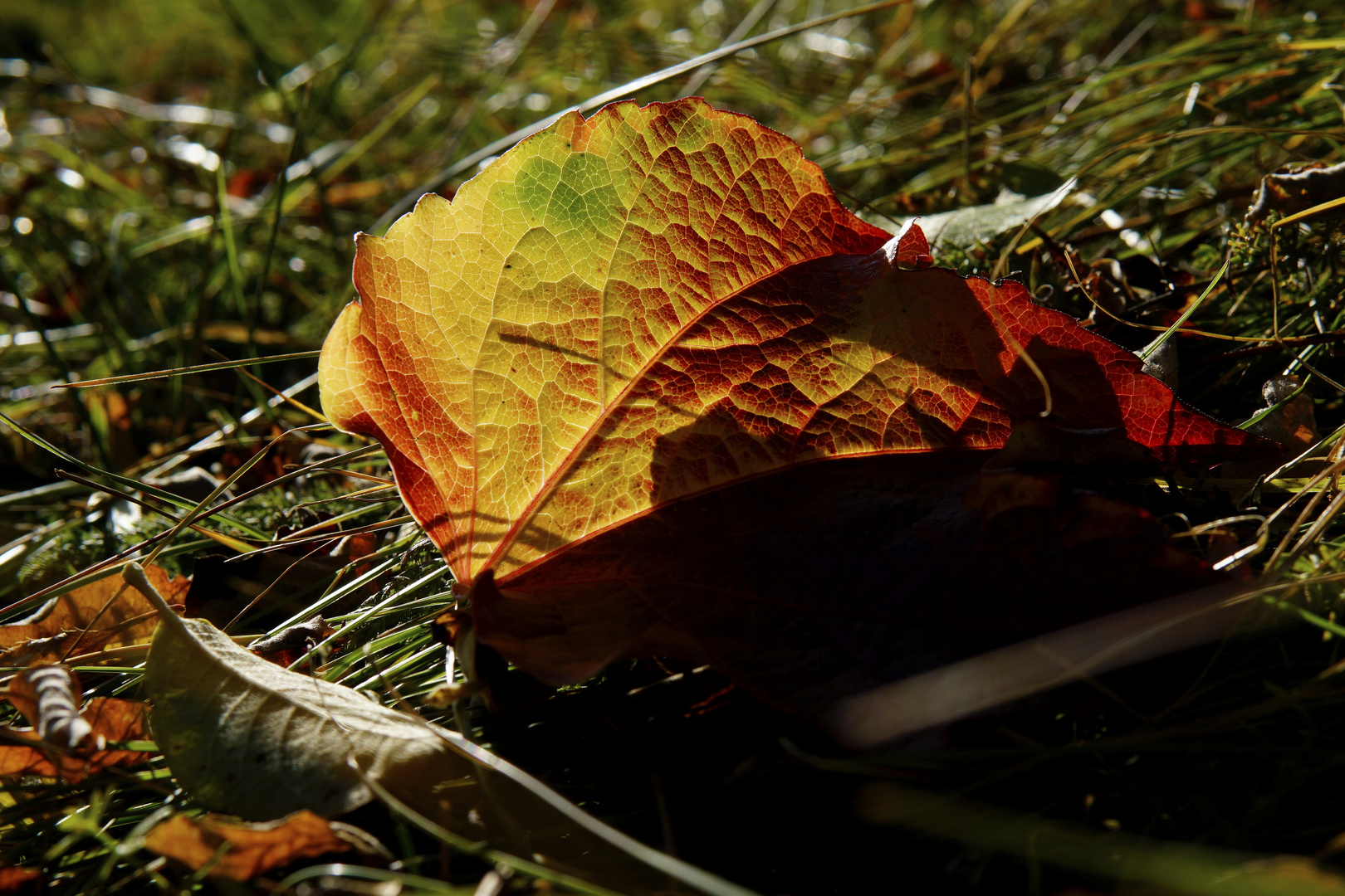 Herbstfarben