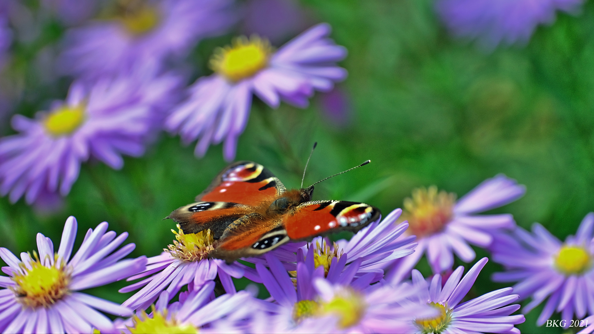 HERBSTFARBEN 