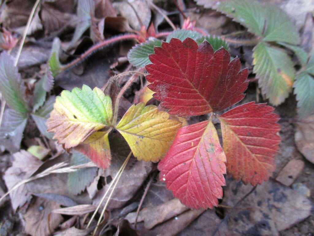 herbstfarben