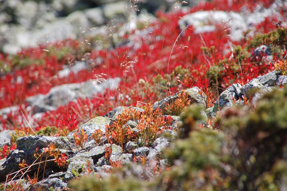 Herbstfarben