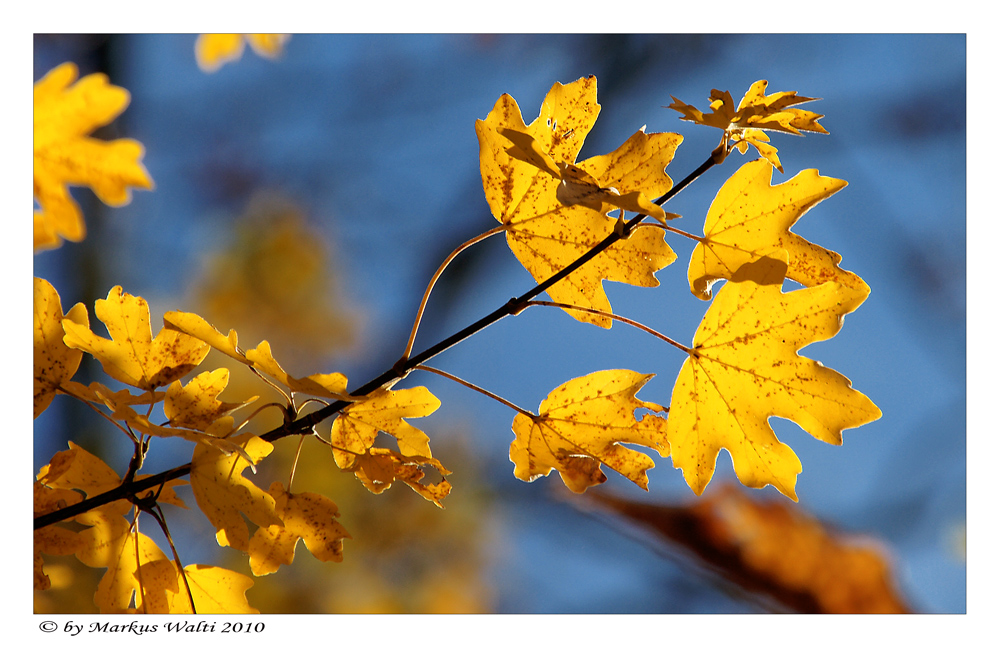 Herbstfarben