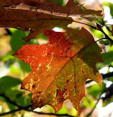 Herbstfarben