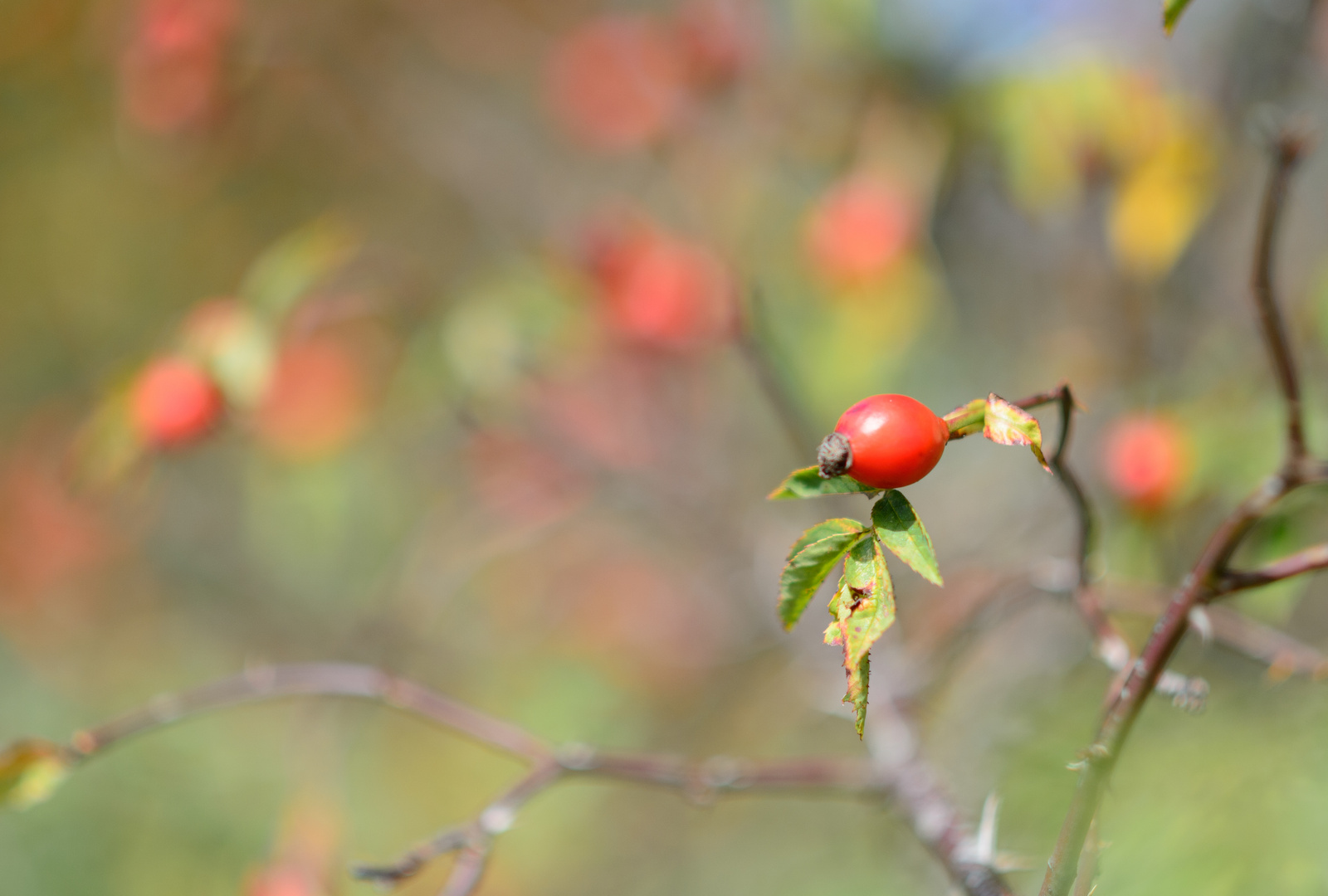 Herbstfarben