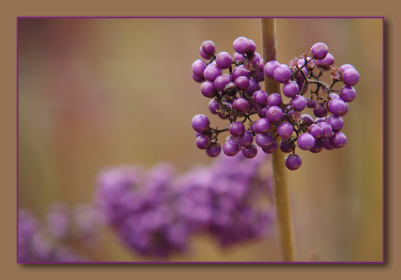 Herbstfarben...