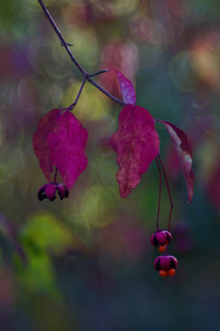 HERBST*FARBEN