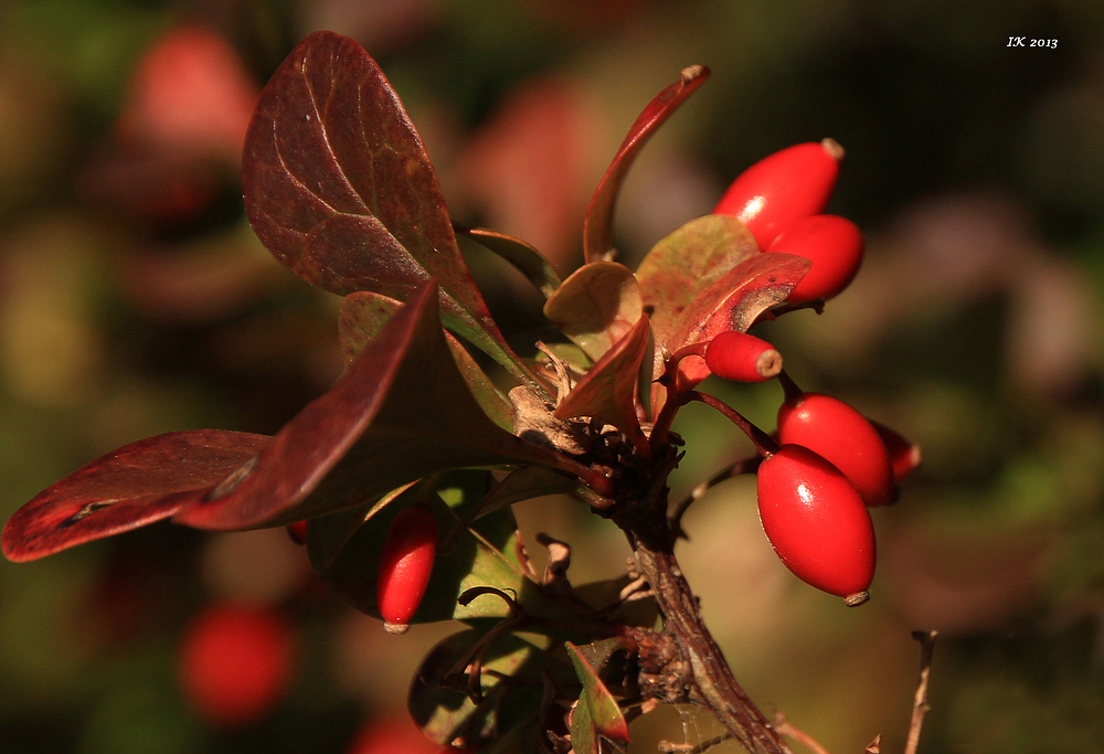 Herbstfarben