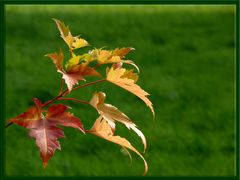 Herbstfarben