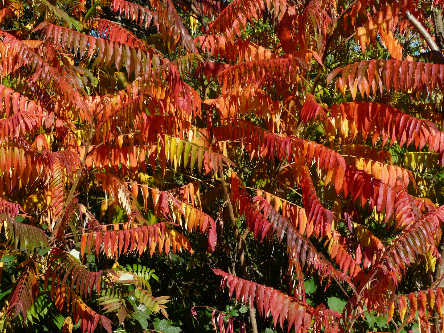 Herbstfarben