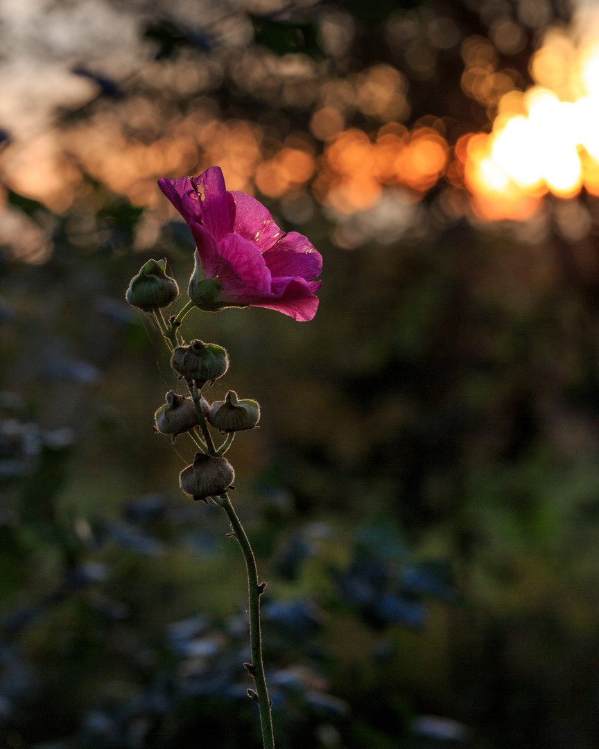 Herbstfarben