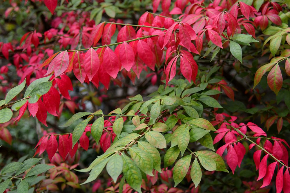 Herbstfarben