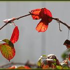 Herbstfarben