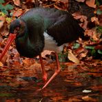 Herbstfarben