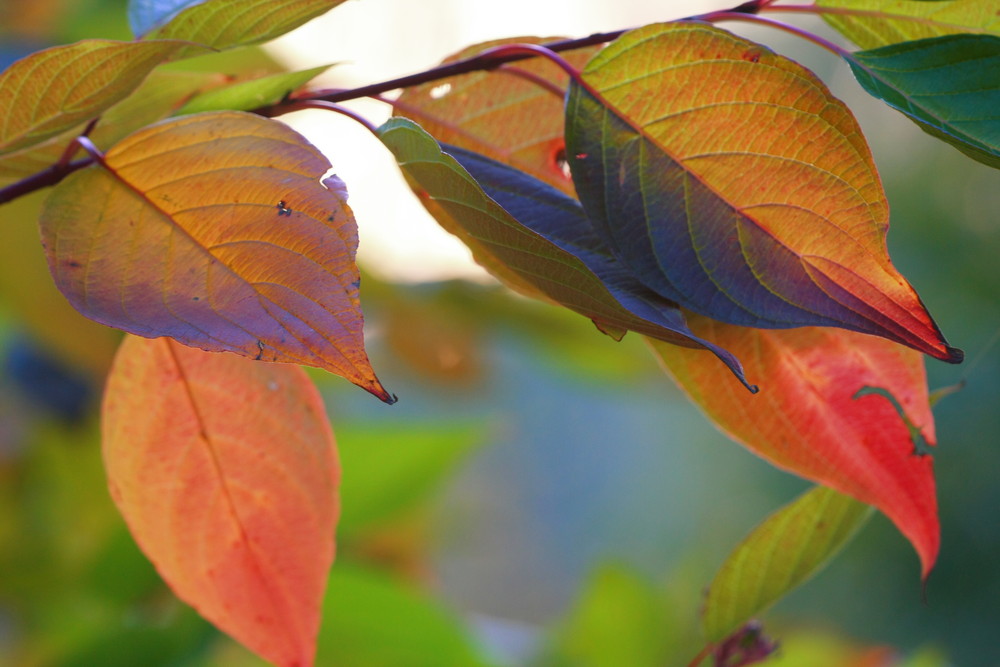 Herbstfarben