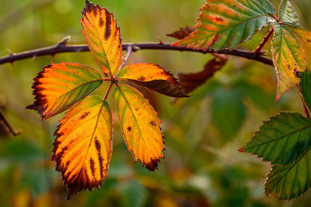 Herbstfarben