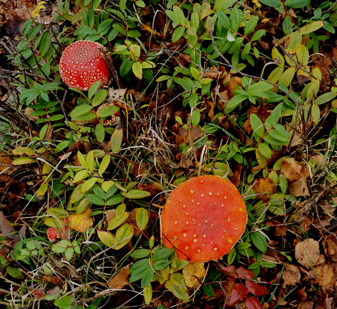 Herbstfarben...