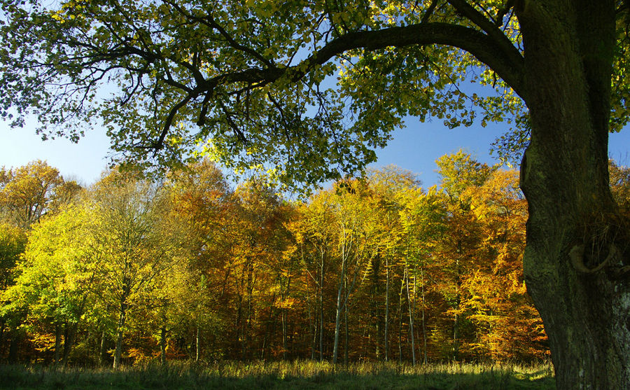 Herbstfarben von Willi Schmitz