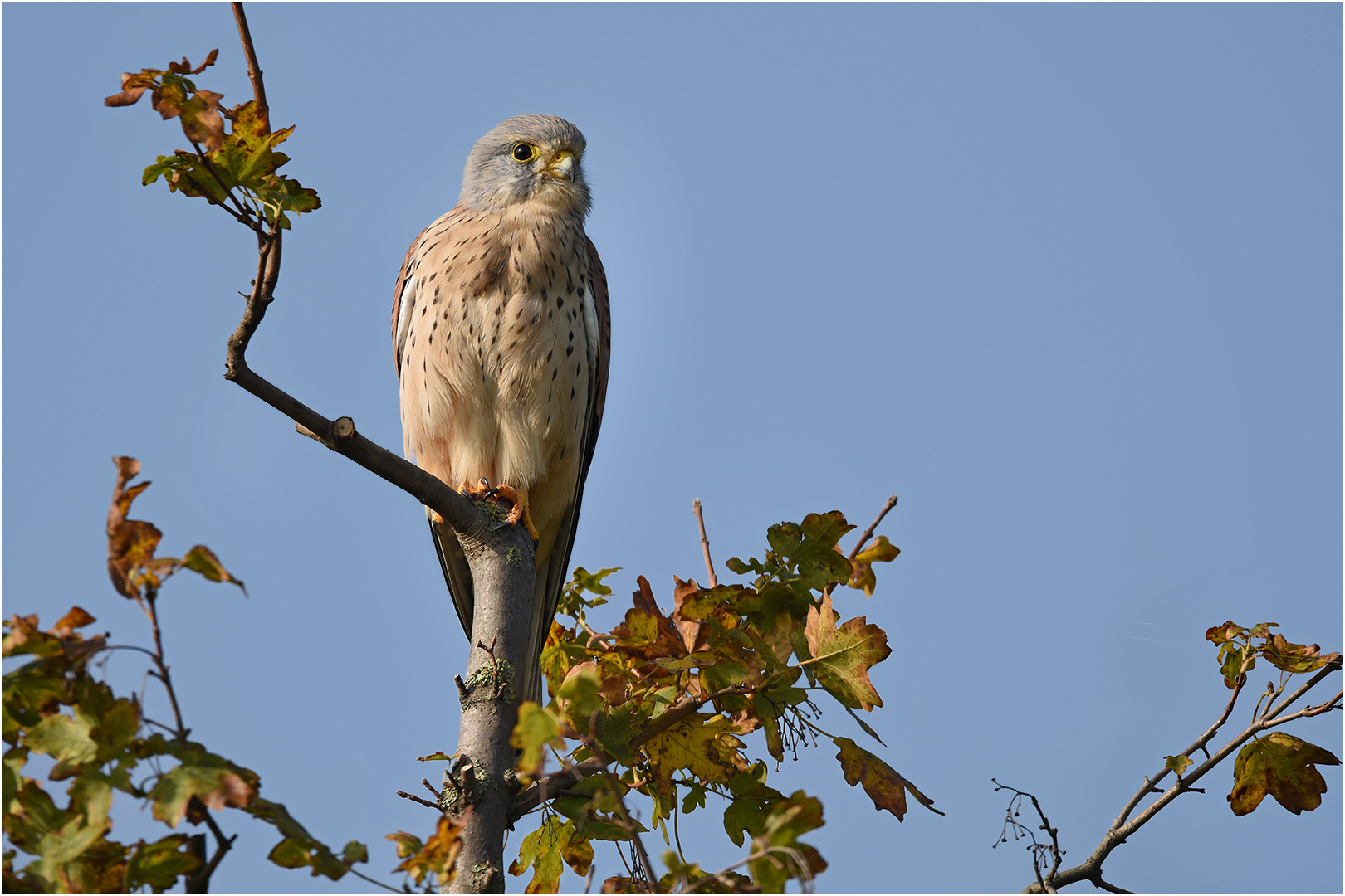 Herbstfarben