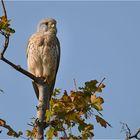 Herbstfarben