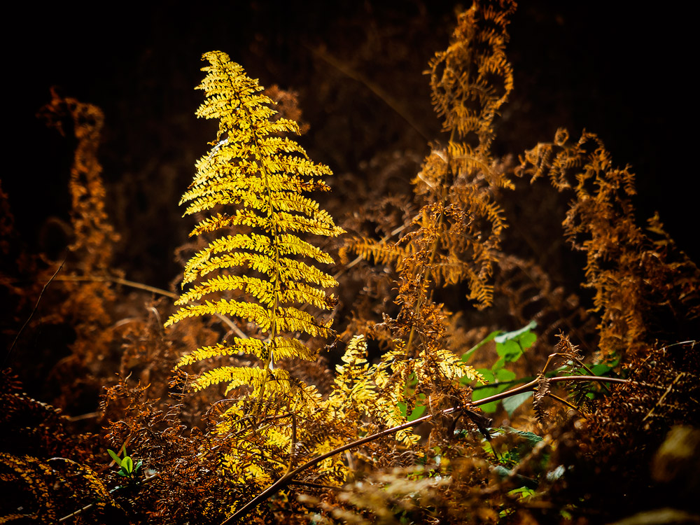 Herbstfarben.