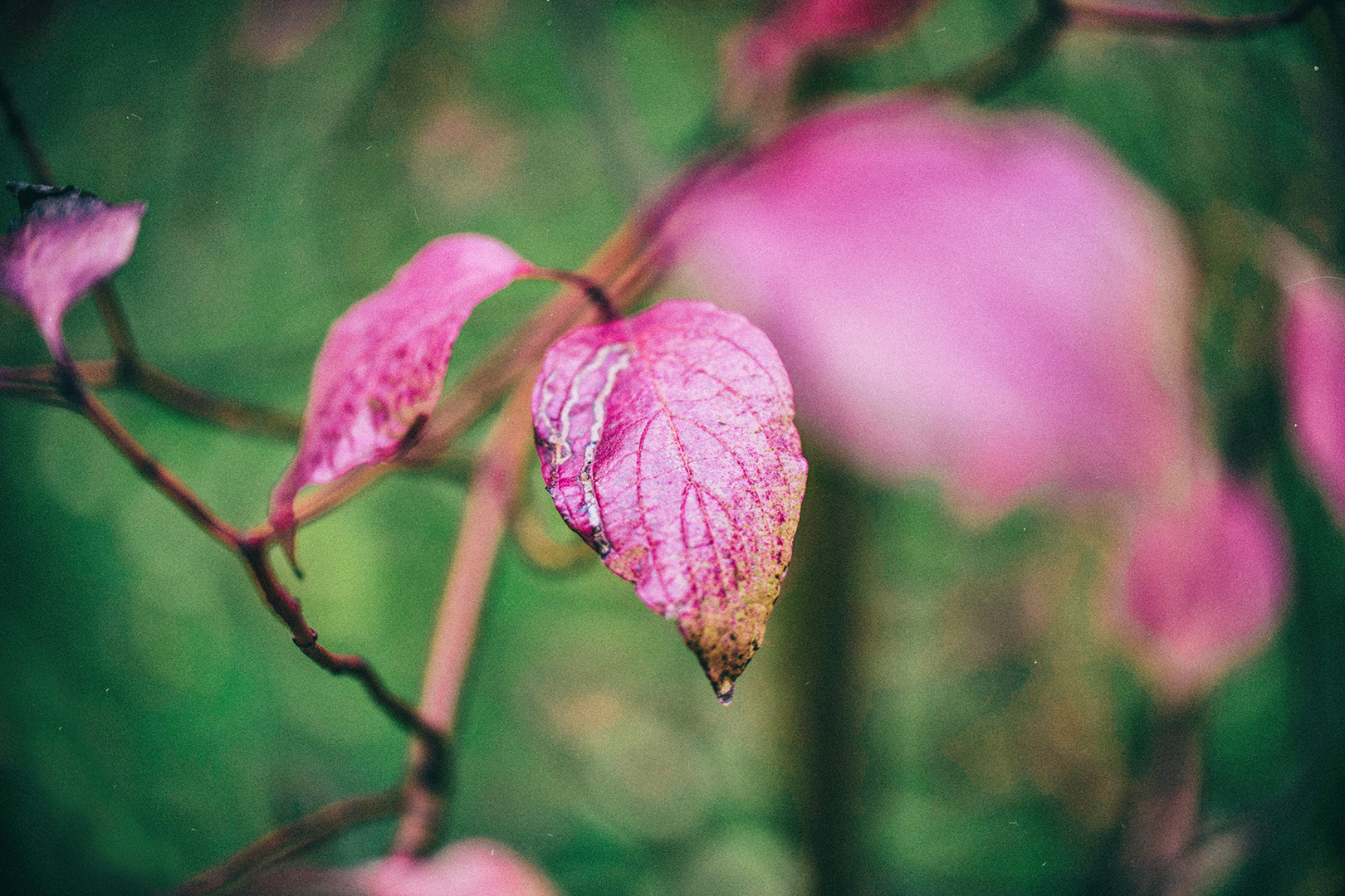 Herbstfarben.