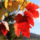 Herbstfarben