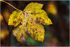 Herbstfarben