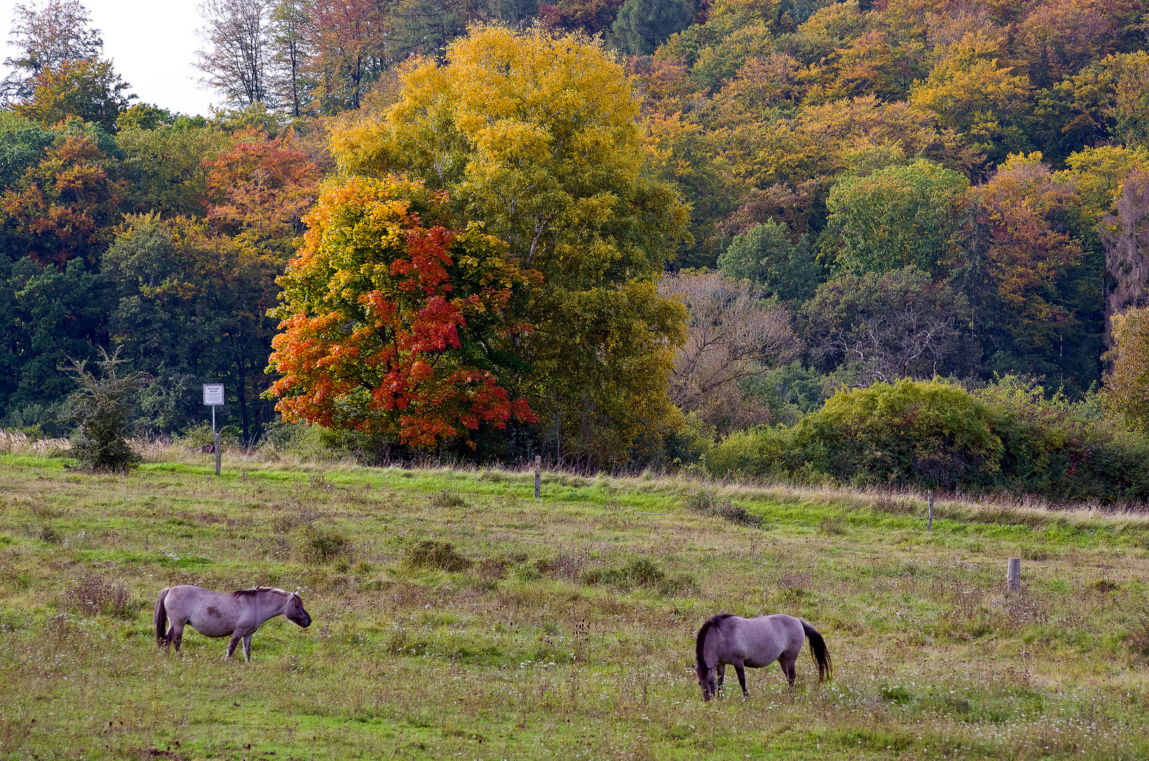 Herbstfarben