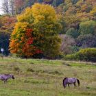 Herbstfarben