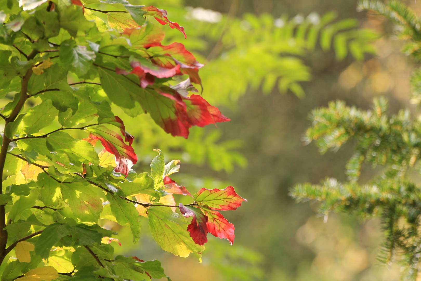 Herbstfarben