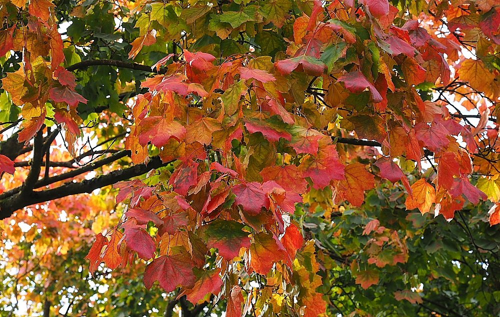 Herbstfarben