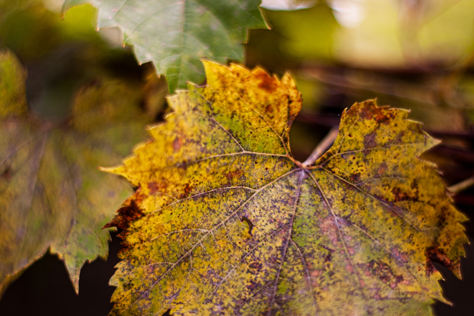 herbstfarben