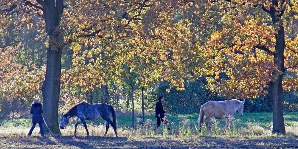 Herbstfarben 9 