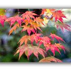 Herbstfarben 9