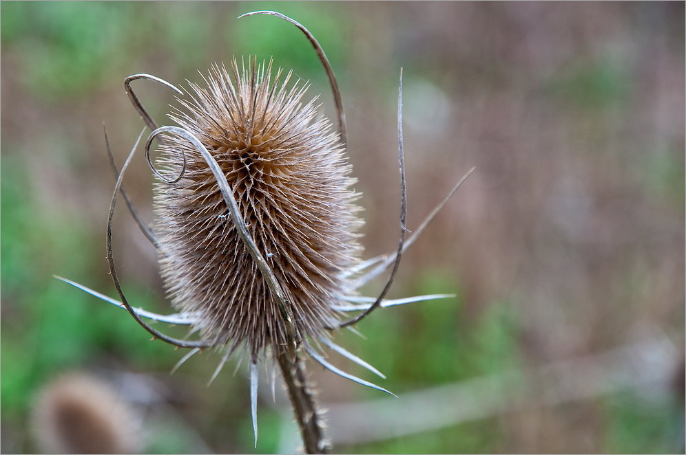 Herbstfarben (9)