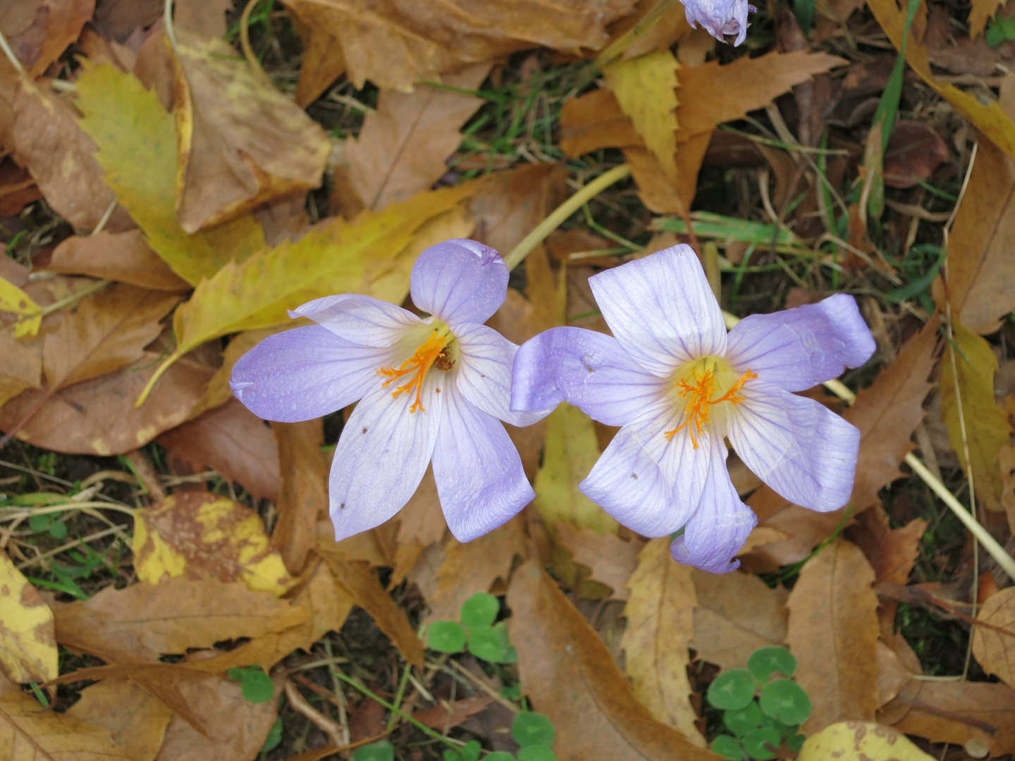 Herbstfarben -9