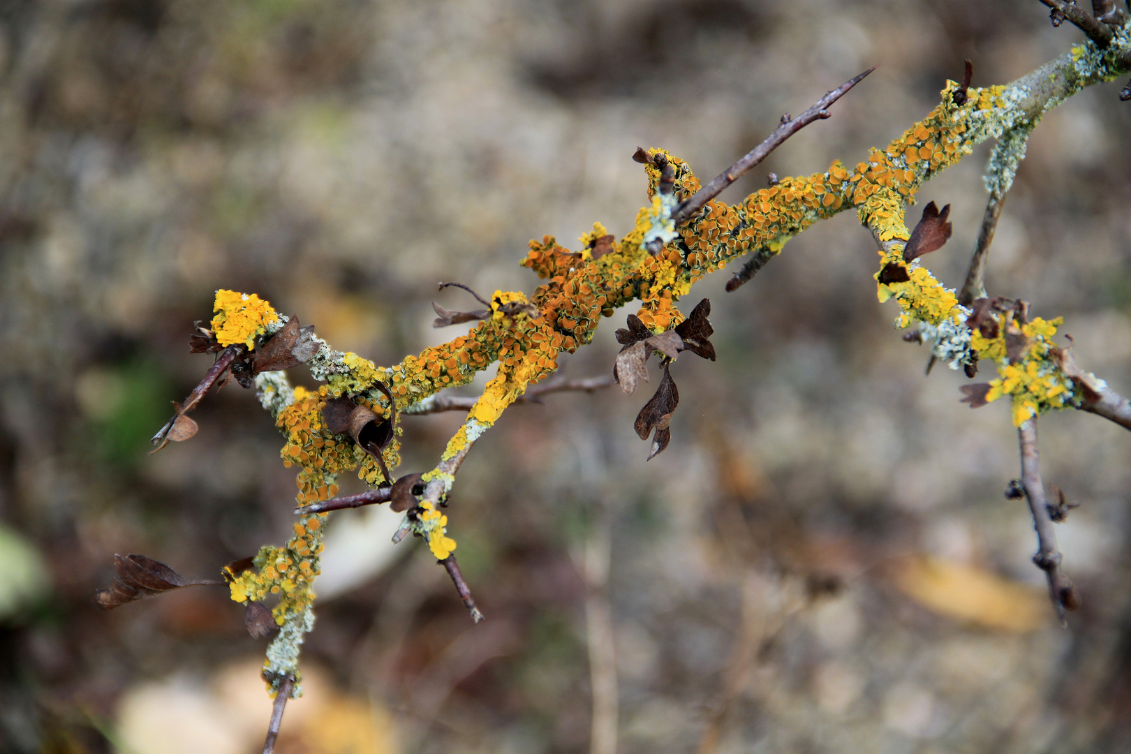 Herbstfarben