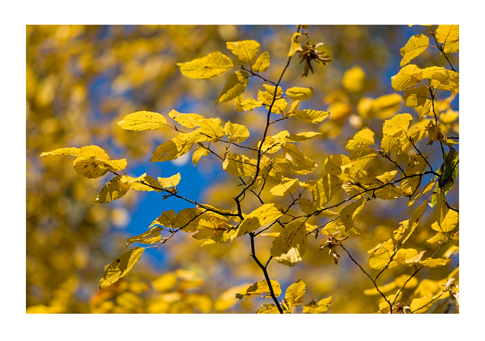 Herbstfarben